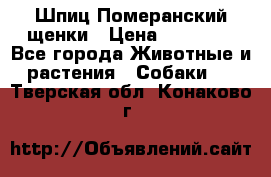 Шпиц Померанский щенки › Цена ­ 25 000 - Все города Животные и растения » Собаки   . Тверская обл.,Конаково г.